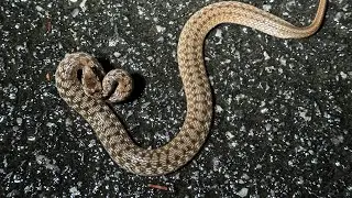 NKFherping Salamander Walk Livestream!