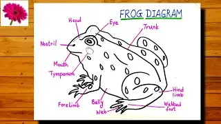 How to Draw a Frog Diagram Step by Step | NCERT Biology | Easy for Students |How to Draw Frog Easily