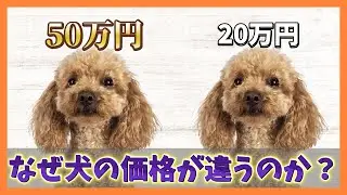 同じ犬なのになぜ価格が違う？