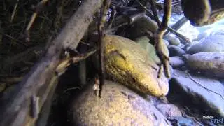 River Snorkel