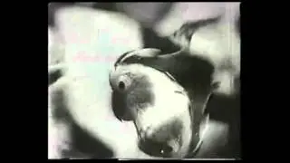 THE CHEEKS - Seven