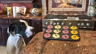 Great Dane Inspects Donut Pan Mac and Cheese and Meatloaf