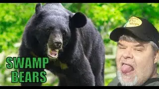 SWAMP BEARS