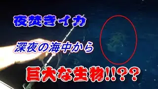 夜焚きイカ（剣先）から大物狙い！（クエ、カンパチ）船釣り