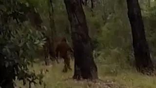 'Yowie' (Bigfoot) Torments Bush Campers