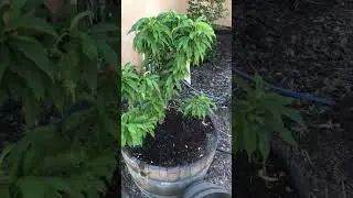 Update on my Mini Garden Delight Nectarine tree
