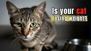 Why Is My Cat Losing Weight? The Hidden Reasons Vets Don&rsquo;t Ignore