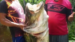 Rahasia!! Sarang Moster Ikan Tapah Kalimantan Pulau Borneo