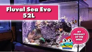 Товар недели. Всё, что вам нужно знать об аквариуме Fluval Evo 52 л.