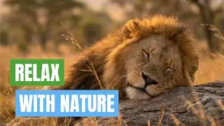 Relax with Sleeping Animals 🐾 | Sleep, Meditation & Stress Relief