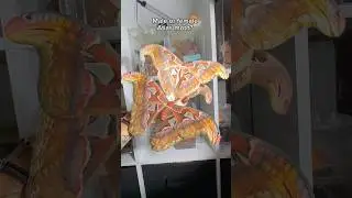 Male or Female Atlas Moths #atlasmoth #giantatlasmoth #moths