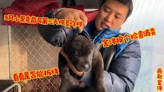 九只小黑克裁耳第三天恢复咋样，金洋挨个检查消炎，看看是否能拆线
