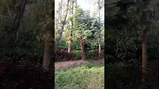 Coorg | All India Trip by van  | #Shorts