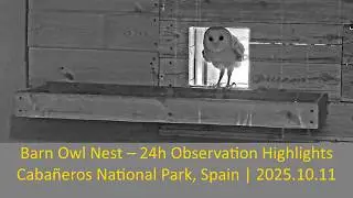 🦉 Barn Owl Nest &ndash; 24h Observation Highlights | Caba&ntilde;eros National Park, Spain | 2025.10.11