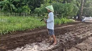 SMART FARMING TRICKS: MIXING DOLOMITE LIME INTO PLANTING RATS WITH SIMPLE TOOLS!-Agriculture Farming