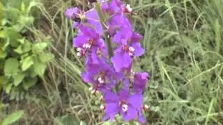 Divizna brun&aacute;tn&aacute; Verbascum phoeniceum