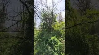 From Shadows to Sunlight: The Secret Meadow in Latham Brook Preserve #hiking #nature #outdoors