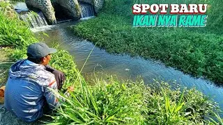 Mancing Di Sungai pinggir Sawah Menggunakan Umpan Lumut sawah Halus