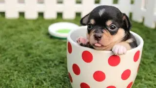 Animals 😂funny😂,whatsapp status video - Lyrics Time