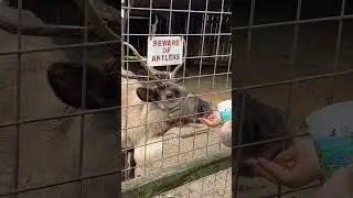 Feeding Reindeer