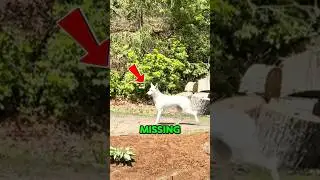 Missing Dog Finally Finds A Home 🥺