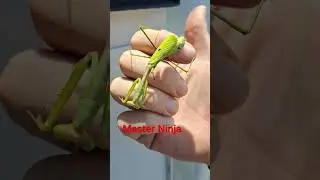 Master Ninja Epic Predator Skills