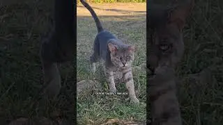 Тайна кота Отиса #сверхъестественное #кот