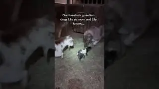 Newborn goat thinks Lily our livestock guardian dog is mom so she had to leave so mom could bond
