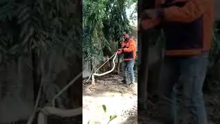 Snake rescue #snakerescue #animals #mahadev #reptiles #shape #cobra #youtubeshorts #sorts