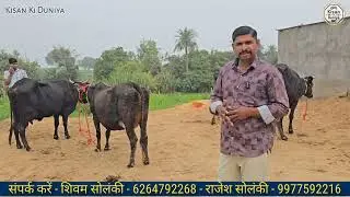 26 लीटर दूध रोज देने वाली सीकर राजस्थान की सबसे सस्ती गाय | सोलंकी डेरी फार्म चांदेर देपालपुर इंदौर