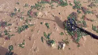 Minelab Vanquish 340 on Leysdown beach