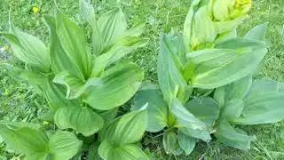 Gentian plant