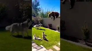 Heroic Mother Husky Fights Off Bear to Protect Her Puppies