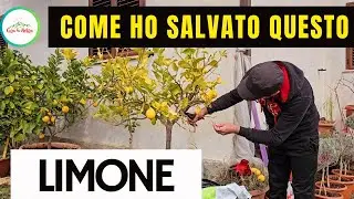 Come HO SALVATO IL LIMONE IN VASO