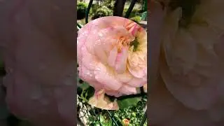 The pink climbing rose that blooms even in winter is very beautiful.#cover #music #like #short