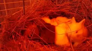 Baby Bunnies: Midnight's First Litter 15 days old. Nest box out!