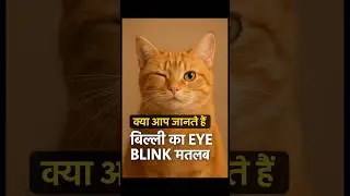 जब बिल्ली आपको धीरे-धीरे पलकें झपकाती है  | Cat Love Sign Explained in Hindi ! Emotional Animal Love