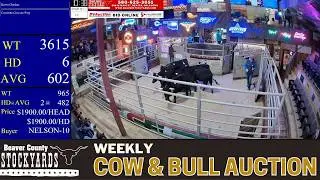 Oklahoma Cow Market LIVE Today | Beaver County Stockyards Bull & Female Auction | Feb 23, 2026