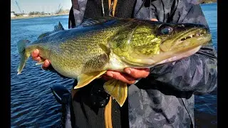 Green Bay Big Walleye Fishing Spring 2022