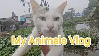 A Vlog With My Pets || mur pets || Sc Sohail Vlogs