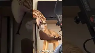 Cats Being Cats | Funniest Cat Moments Ever 😅