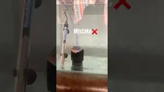 Don&rsquo;t do this mistake with flowerhorn ❌| how to care flowerhorn #shorts #fish #aquarium #pets