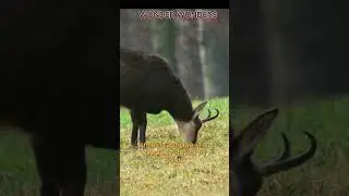 🔥 Top 3 fastest running animals in the world that you may not know?