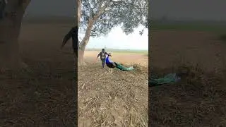 #real viral peacock 🦚 life #vtr #vtrjungle