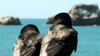 Monitor 66 - Ambient Blackbird (Original Mix) HQ