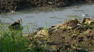 North American Wilson's Snipe preen and rest at a Beaver canal on a USA Beaver pond
