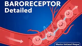 Baroreceptor detailed. সব রাইটারের ইনফো।Imtiazul Hoque