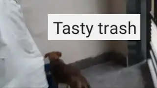 Dodo is finding trash