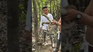 Cute reunion between baby sloth and its mommy #shorts