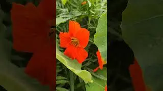 Beautiful Winter Flowers Calendula and Nasturtium #garden #flowerseeds